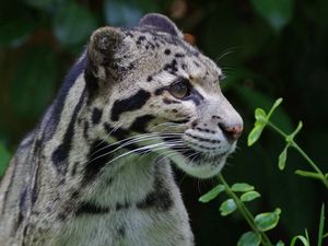 Preview wallpaper clouded leopard, wild cat, predator