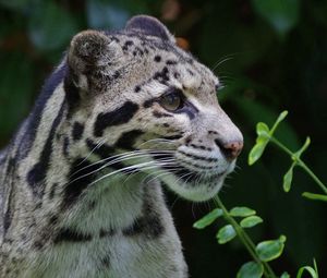 Preview wallpaper clouded leopard, wild cat, predator