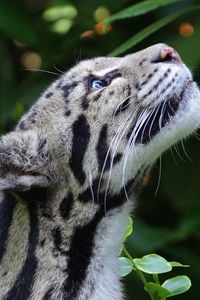 Preview wallpaper clouded leopard, wild cat, snout, spotted