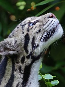 Preview wallpaper clouded leopard, wild cat, snout, spotted