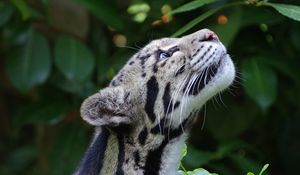 Preview wallpaper clouded leopard, wild cat, snout, spotted