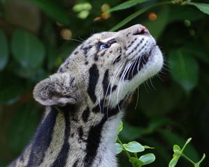 Preview wallpaper clouded leopard, wild cat, snout, spotted