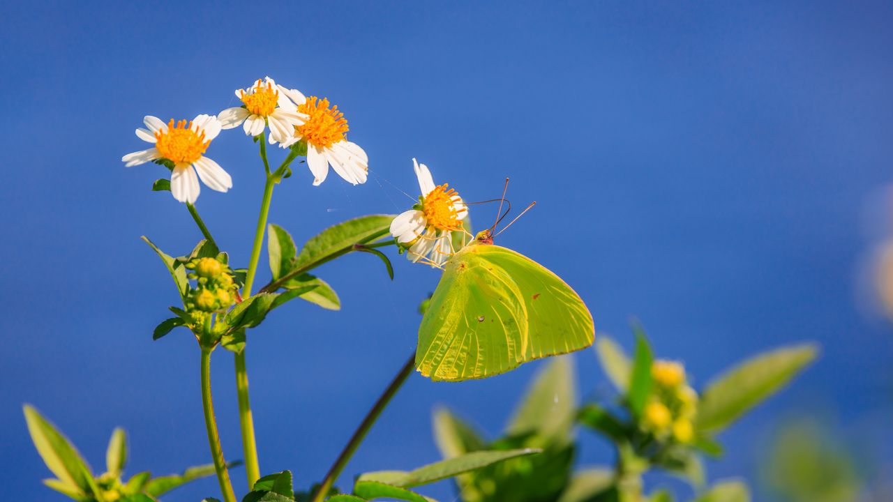 Wallpaper cloudless sulphur, butterfly, flowers, petals, macro