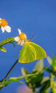 Preview wallpaper cloudless sulphur, butterfly, flowers, petals, macro