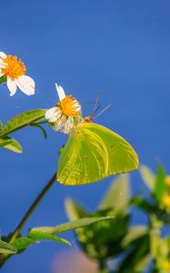 Preview wallpaper cloudless sulphur, butterfly, flowers, petals, macro