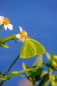 Preview wallpaper cloudless sulphur, butterfly, flowers, petals, macro