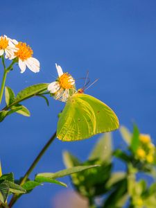 Preview wallpaper cloudless sulphur, butterfly, flowers, petals, macro