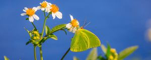 Preview wallpaper cloudless sulphur, butterfly, flowers, petals, macro