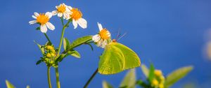 Preview wallpaper cloudless sulphur, butterfly, flowers, petals, macro