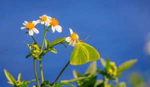 Preview wallpaper cloudless sulphur, butterfly, flowers, petals, macro