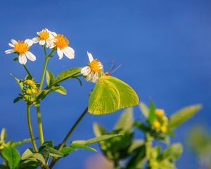 Preview wallpaper cloudless sulphur, butterfly, flowers, petals, macro