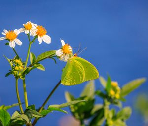 Preview wallpaper cloudless sulphur, butterfly, flowers, petals, macro