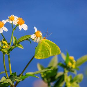 Preview wallpaper cloudless sulphur, butterfly, flowers, petals, macro