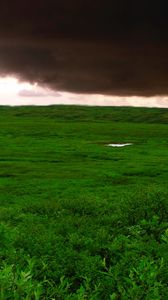 Preview wallpaper clouds, bad weather, cloudy, greens, wood, trees, kroner