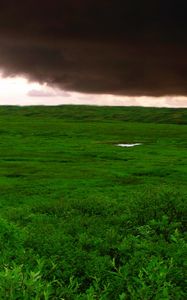 Preview wallpaper clouds, bad weather, cloudy, greens, wood, trees, kroner