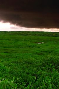 Preview wallpaper clouds, bad weather, cloudy, greens, wood, trees, kroner