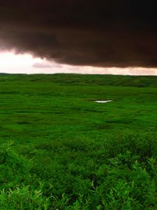 Preview wallpaper clouds, bad weather, cloudy, greens, wood, trees, kroner