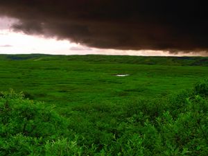 Preview wallpaper clouds, bad weather, cloudy, greens, wood, trees, kroner