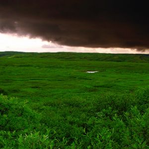 Preview wallpaper clouds, bad weather, cloudy, greens, wood, trees, kroner