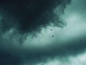 Preview wallpaper clouds, birds, sky