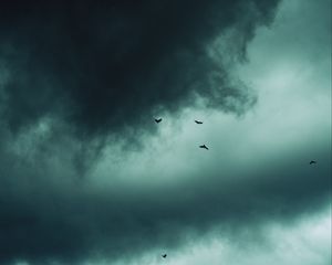 Preview wallpaper clouds, birds, sky