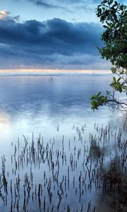 Preview wallpaper clouds, sea, surface of the water, grass, bushes, trees