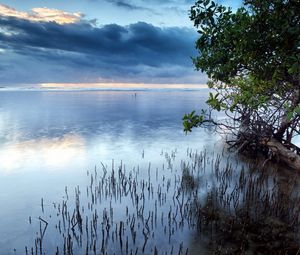 Preview wallpaper clouds, sea, surface of the water, grass, bushes, trees