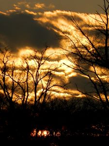 Preview wallpaper clouds, sky, outlines, trees, color