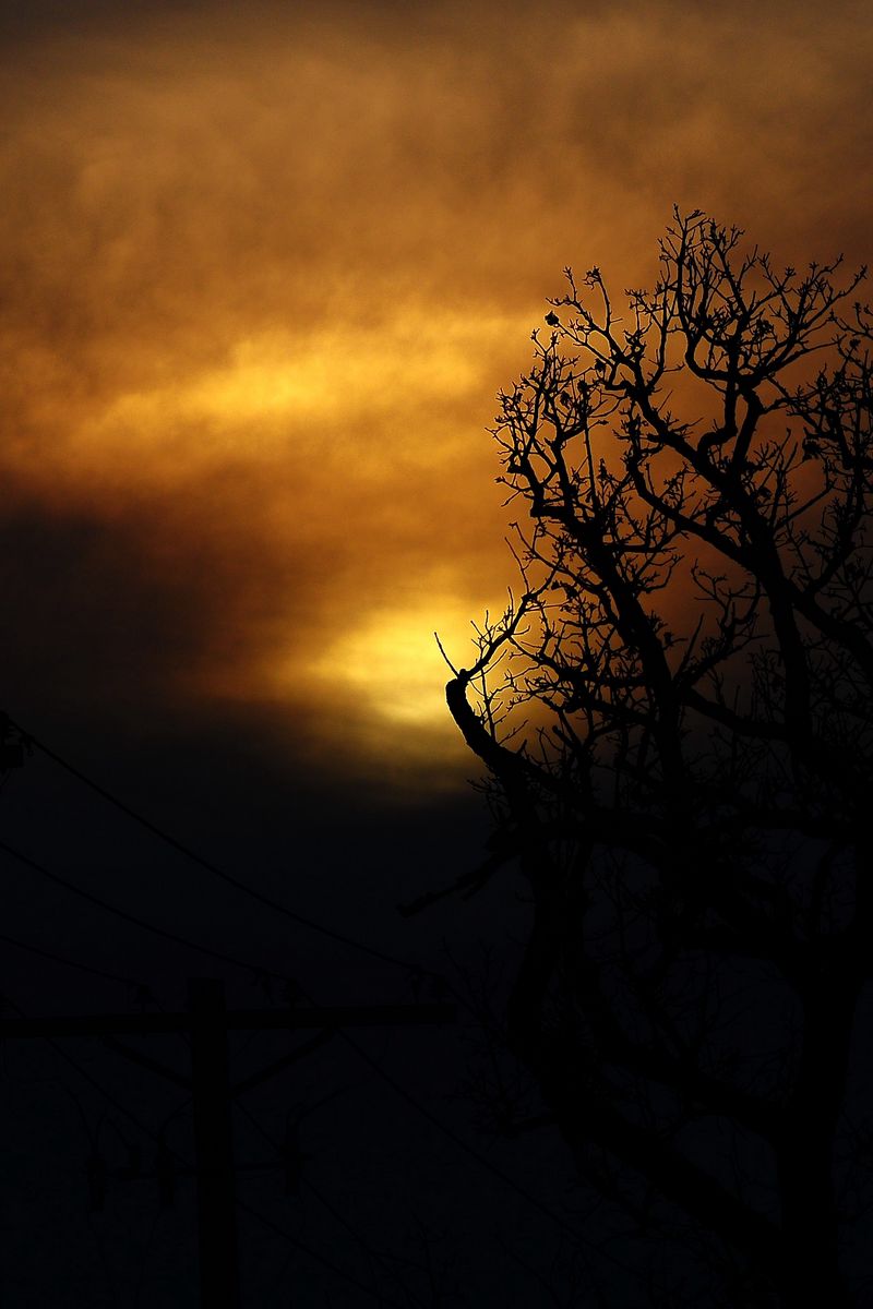 800x1200 Wallpaper clouds, tree, silhouettes, sunset, dark