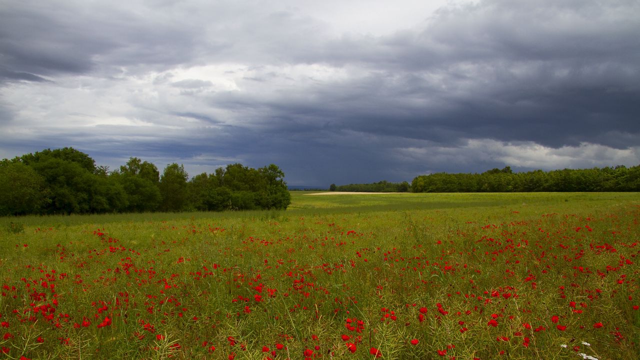 Wallpaper clouds, trees, field, flowers