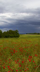 Preview wallpaper clouds, trees, field, flowers