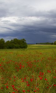 Preview wallpaper clouds, trees, field, flowers