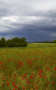 Preview wallpaper clouds, trees, field, flowers