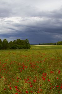 Preview wallpaper clouds, trees, field, flowers