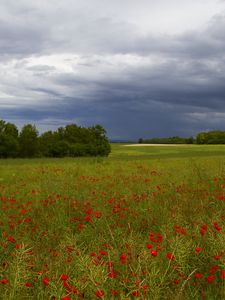 Preview wallpaper clouds, trees, field, flowers