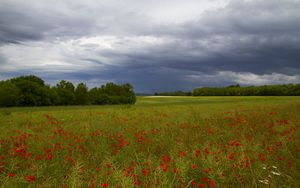 Preview wallpaper clouds, trees, field, flowers