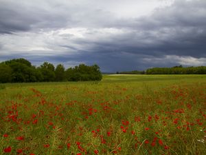 Preview wallpaper clouds, trees, field, flowers