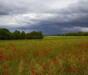 Preview wallpaper clouds, trees, field, flowers