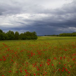 Preview wallpaper clouds, trees, field, flowers