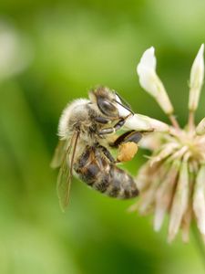 Preview wallpaper clover, bee, flight, insect, field