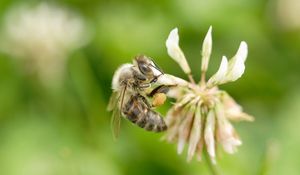 Preview wallpaper clover, bee, flight, insect, field