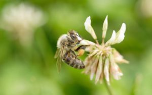 Preview wallpaper clover, bee, flight, insect, field