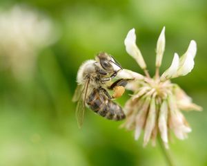 Preview wallpaper clover, bee, flight, insect, field