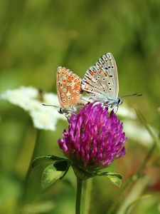 Preview wallpaper clover, butterfly, bud, grass, blurred