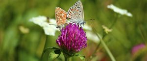 Preview wallpaper clover, butterfly, bud, grass, blurred