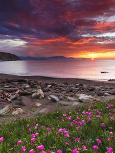 Preview wallpaper clover, coast, stones, decline, flowers