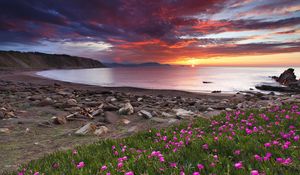 Preview wallpaper clover, coast, stones, decline, flowers