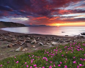 Preview wallpaper clover, coast, stones, decline, flowers