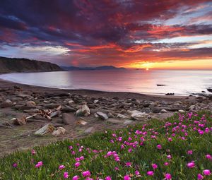 Preview wallpaper clover, coast, stones, decline, flowers