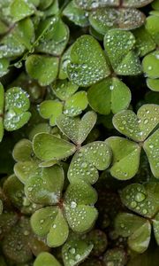 Preview wallpaper clover, drops, rain, water, macro